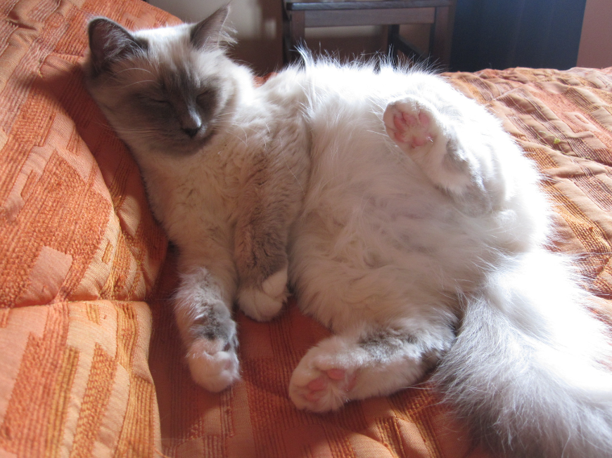 Birman cats offer a slightly different approach to family life. 