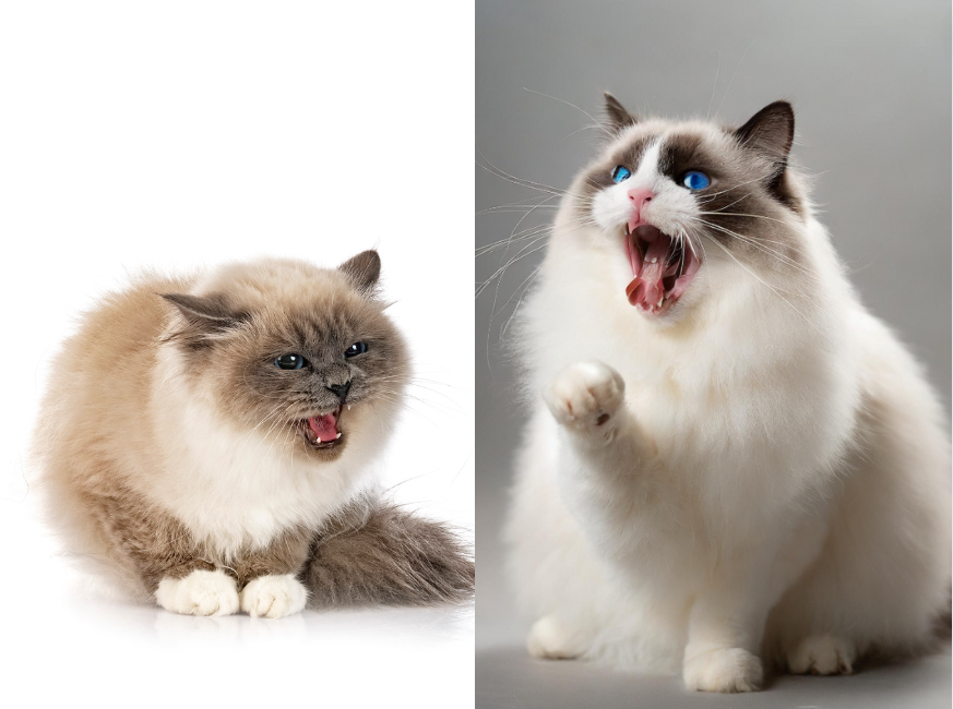 Vocalization is another key difference when comparing Ragdoll vs. Birman cats.