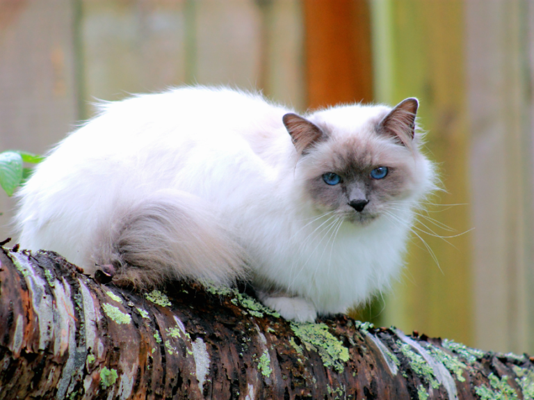 Are Birman Cats Destructive? 10 Facts Every Owner Should Know