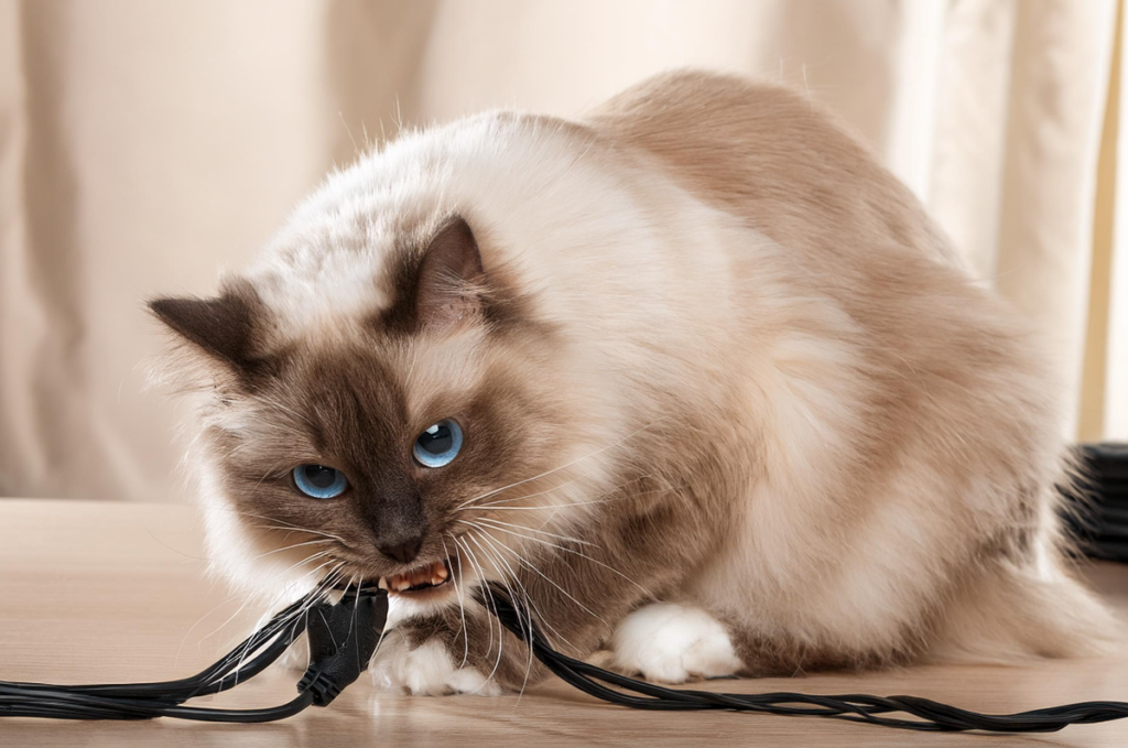 Cats that chew on cords are not only destructive but also at risk of electrical injuries. 