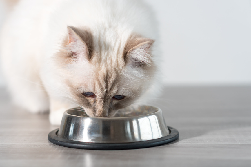 A balanced diet is essential for your Birman’s overall health and behavior. 