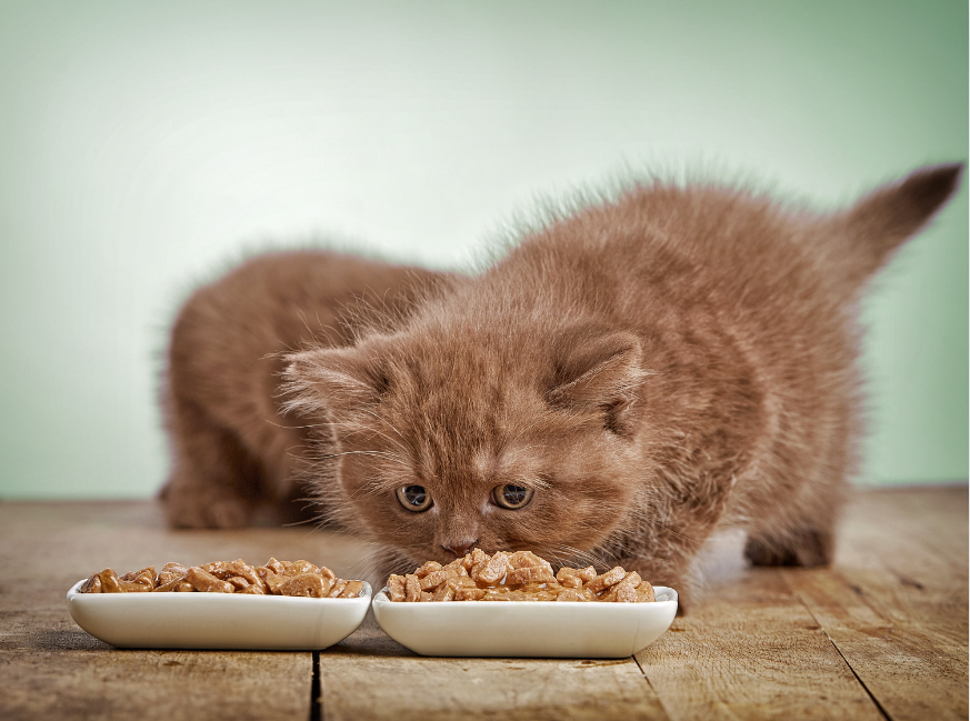 Kitten Food