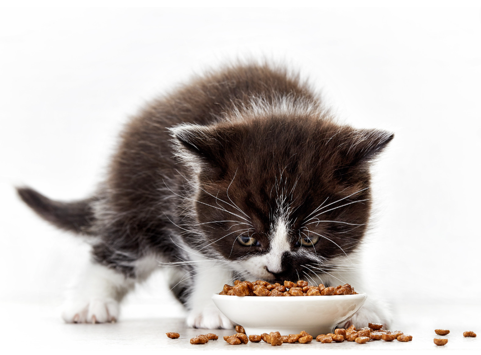 Kitten Food