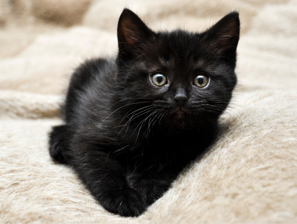 Black Kittens