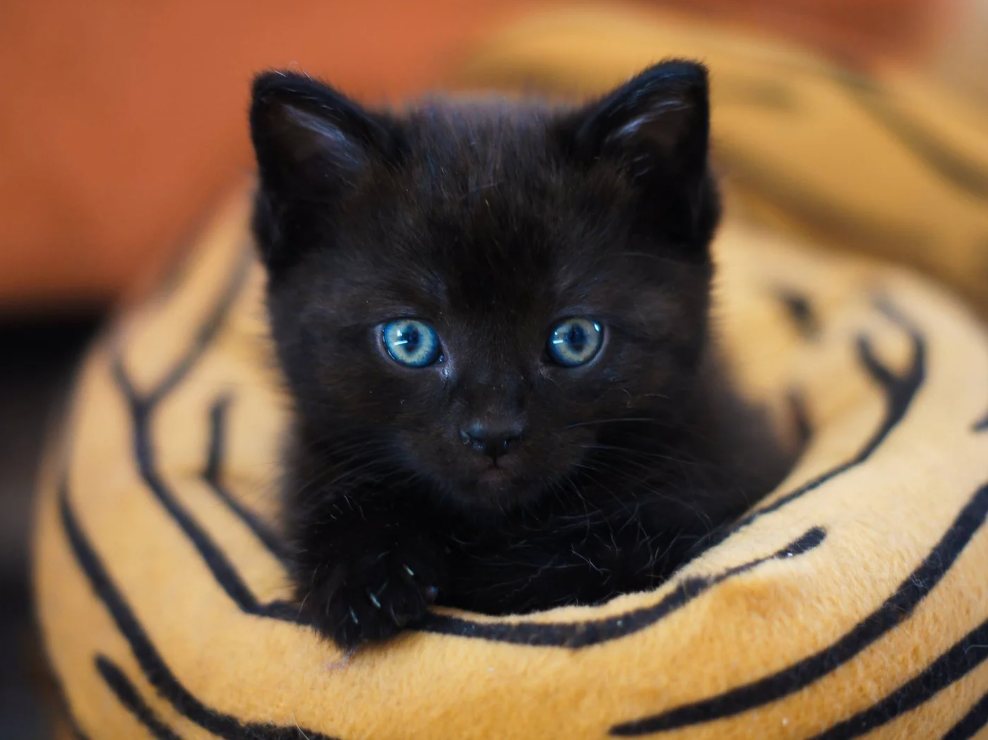 Black Kittens