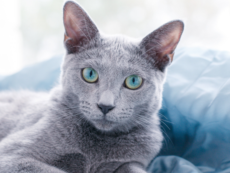 Russian Blue Kitten