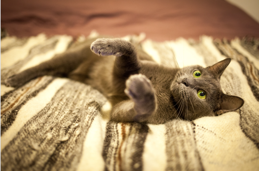 Russian Blue kittens