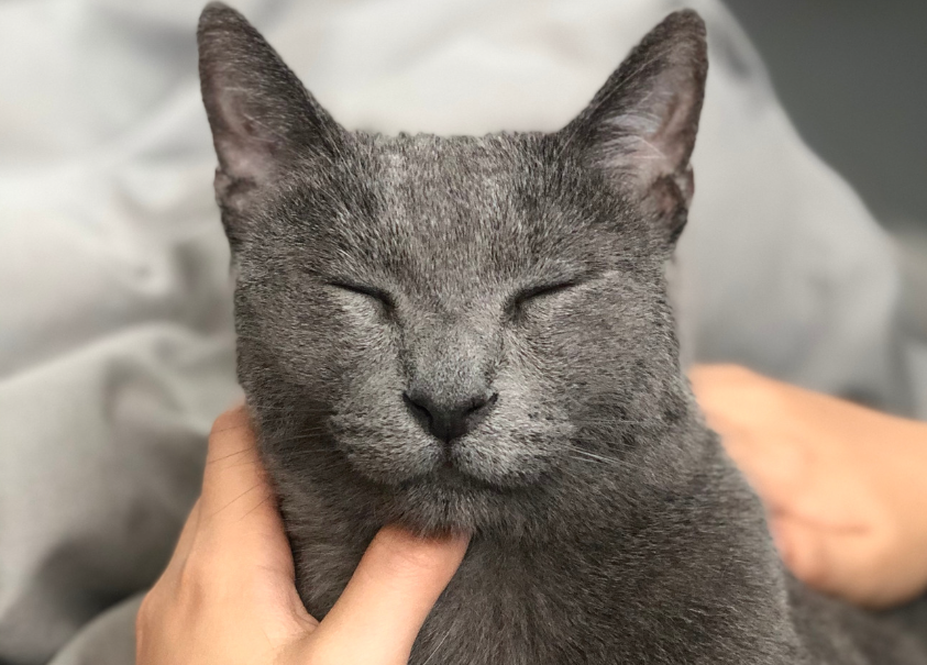 Russian Blue kitten