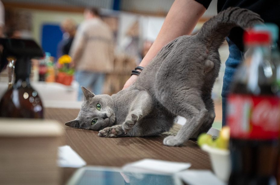 Russian Blue kitten